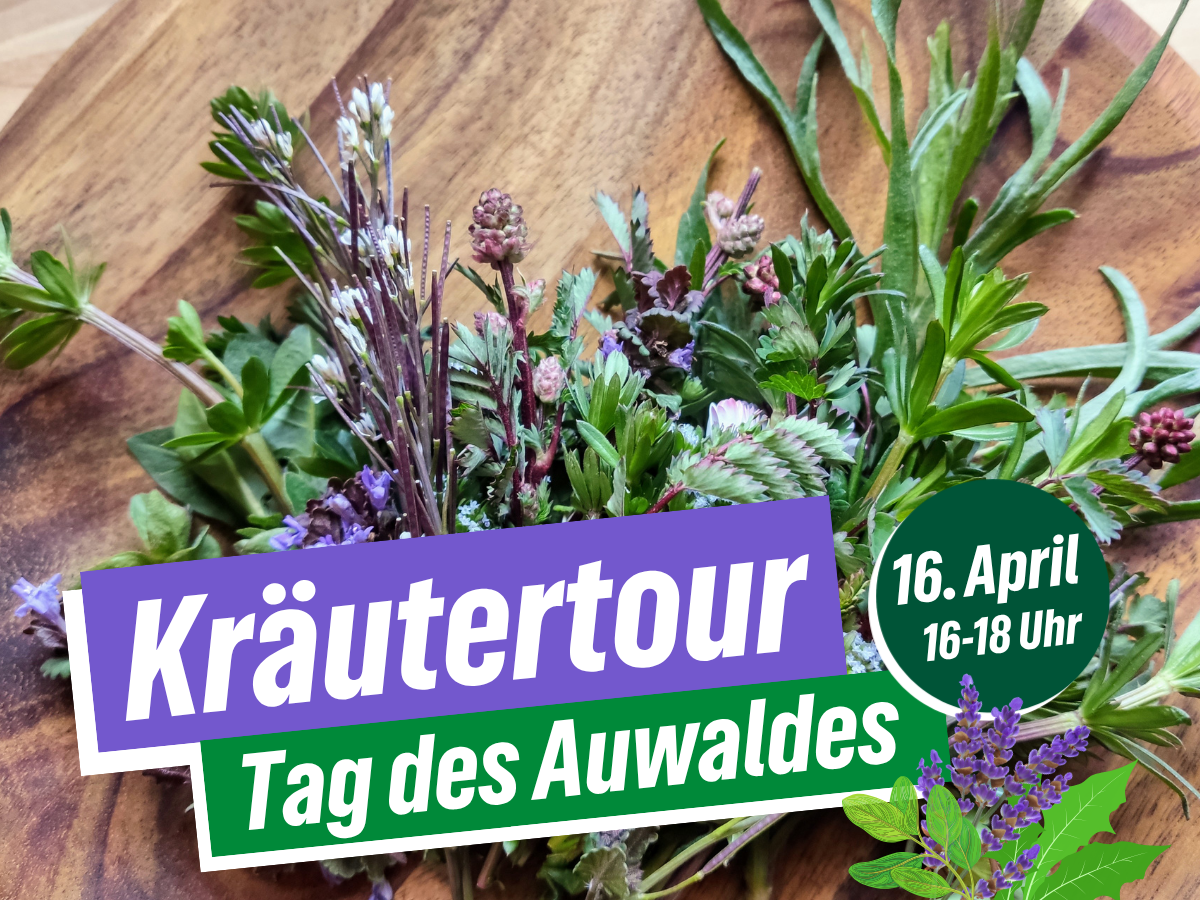 Foto: Strauß mit Kräutern auf Holzbrett Text: Kräutertour, Tag des Auwaldes, 16. April 2026